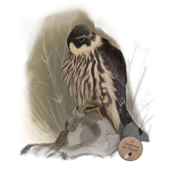 Asociación Medioambiental Amigos de los Espacios Naturales de Cádiz