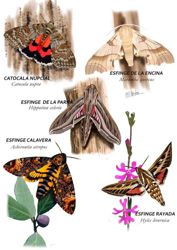 Asociación Medioambiental Amigos de los Espacios Naturales de Cádiz