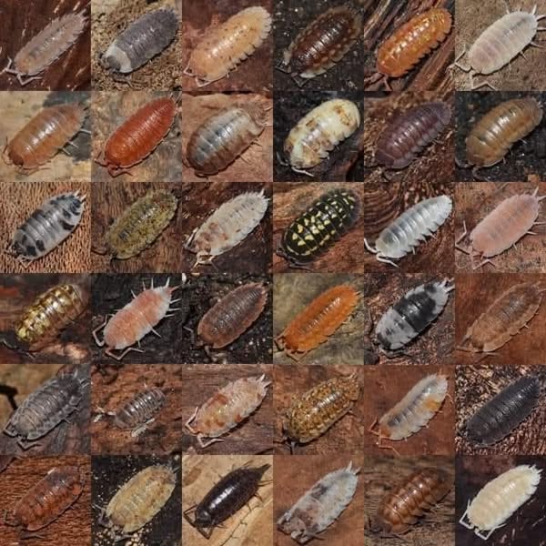 Asociación Medioambiental Amigos de los Espacios Naturales de Cádiz