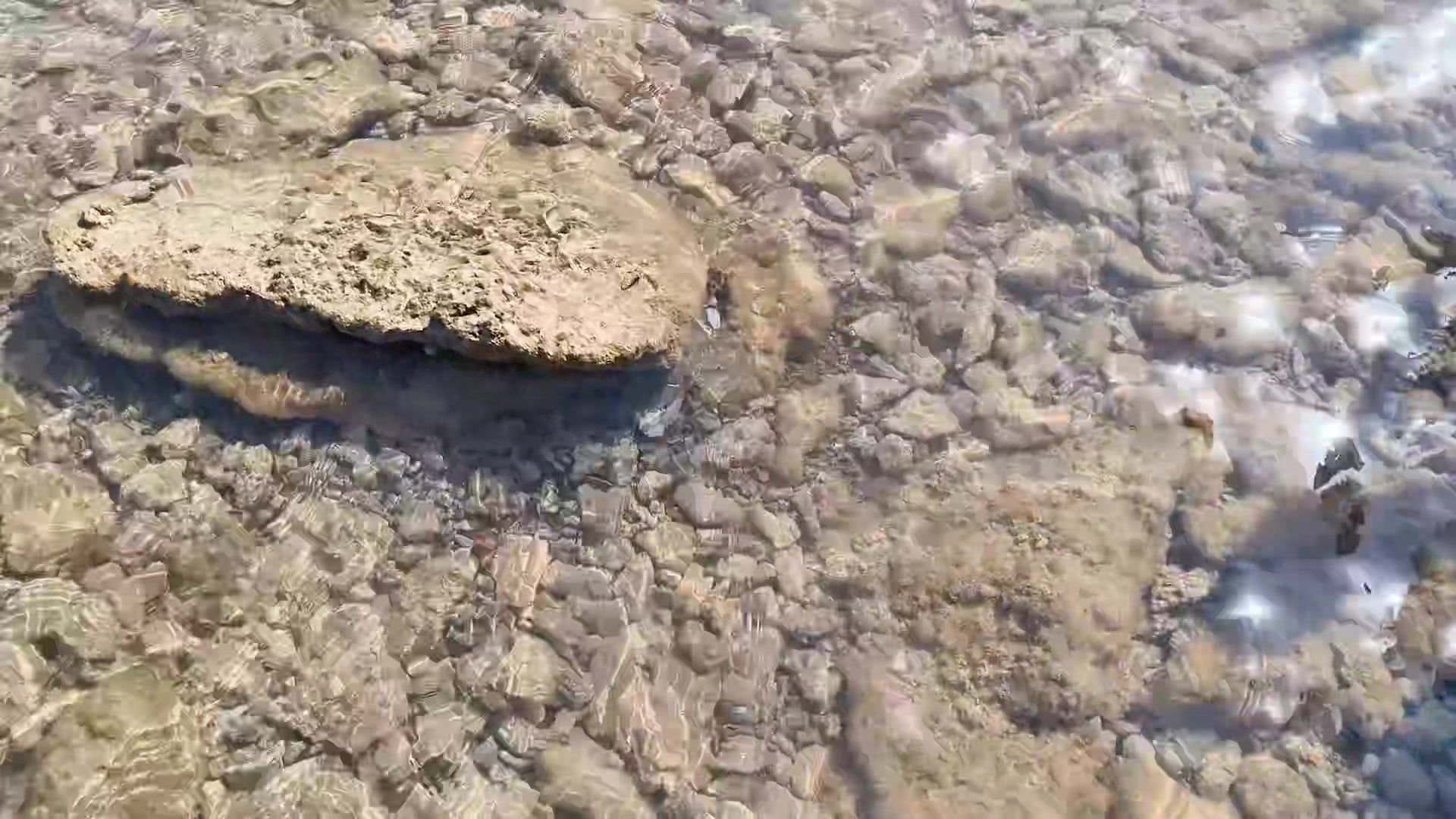 Asociación Medioambiental Amigos de los Espacios Naturales de Cádiz
