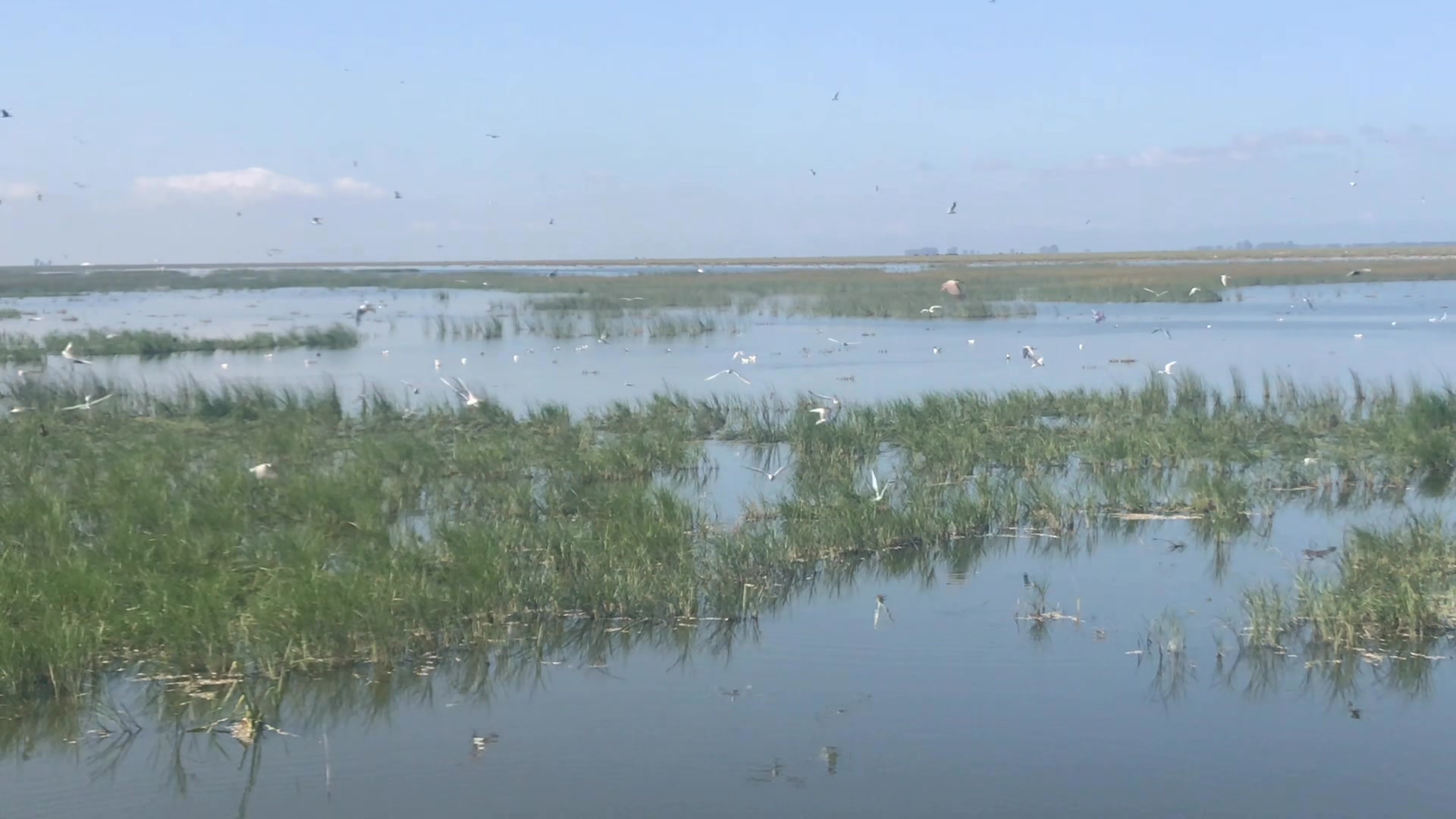 Asociación Medioambiental Amigos de los Espacios Naturales de Cádiz