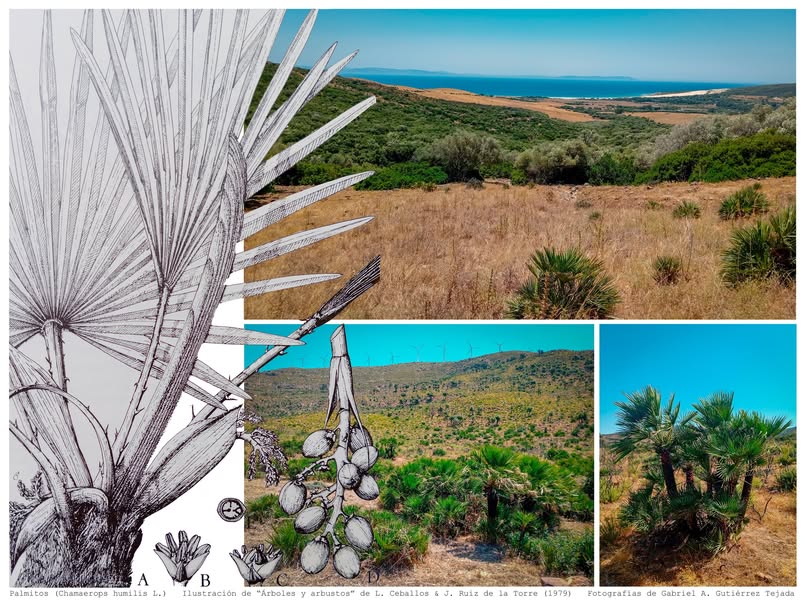 Asociación Medioambiental Amigos de los Espacios Naturales de Cádiz