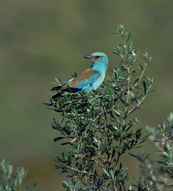 Asociación Medioambiental Amigos de los Espacios Naturales de Cádiz