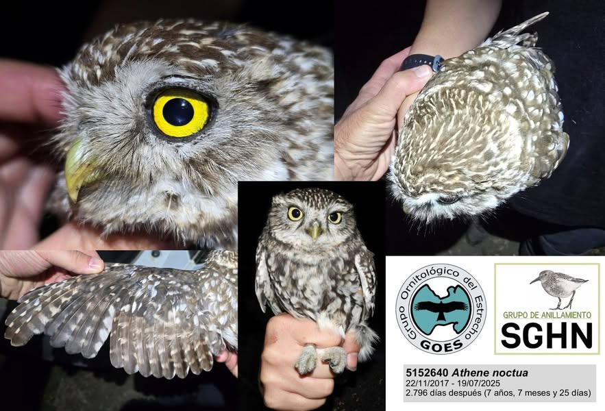 Asociación Medioambiental Amigos de los Espacios Naturales de Cádiz