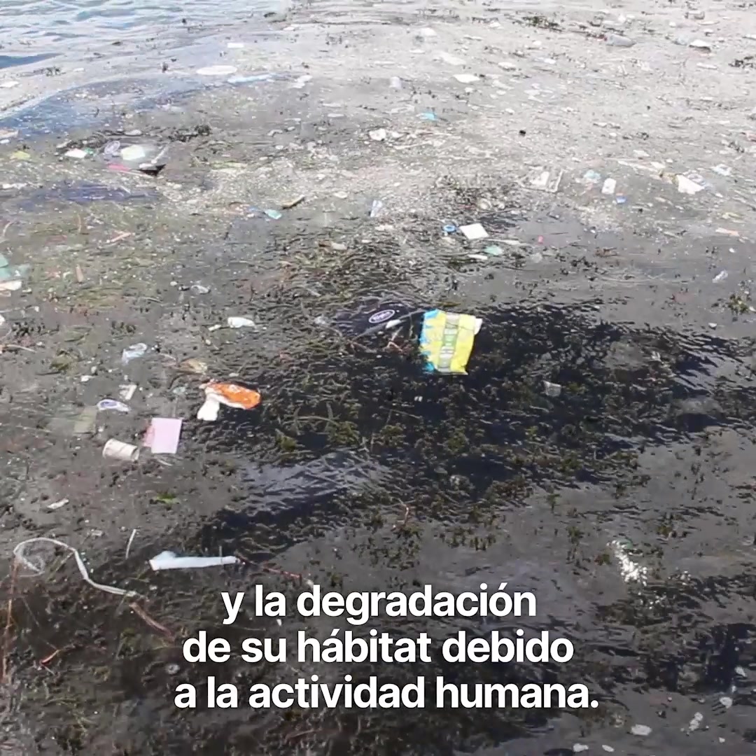 Asociación Medioambiental Amigos de los Espacios Naturales de Cádiz