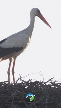 Asociación Medioambiental Amigos de los Espacios Naturales de Cádiz