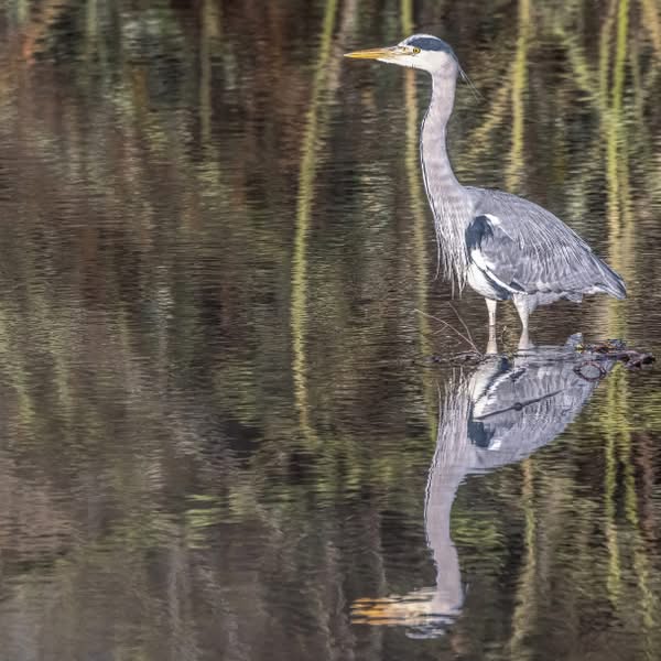 Asociación Medioambiental Amigos de los Espacios Naturales de Cádiz
