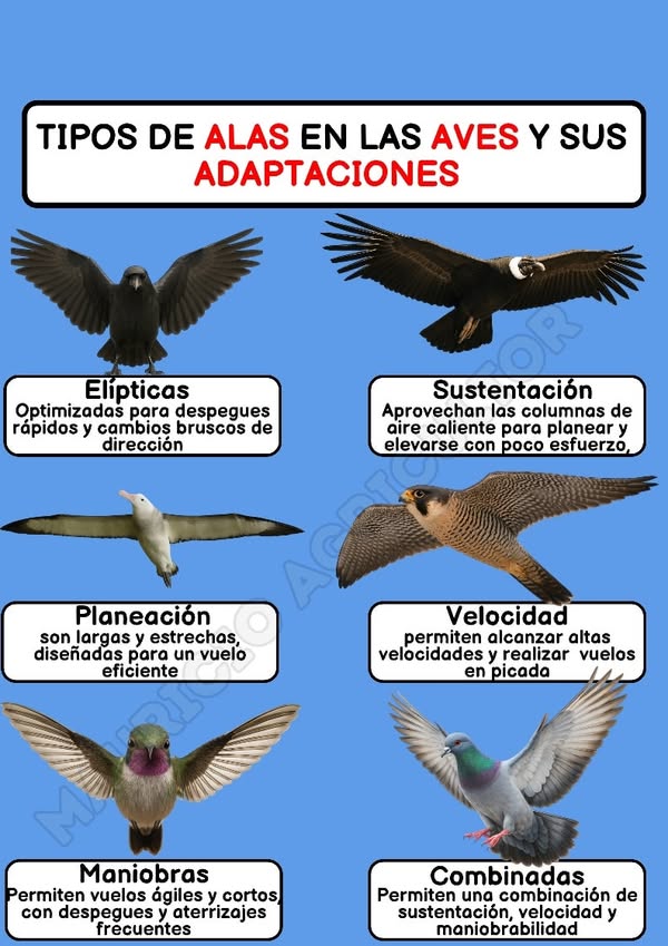 Asociación Medioambiental Amigos de los Espacios Naturales de Cádiz