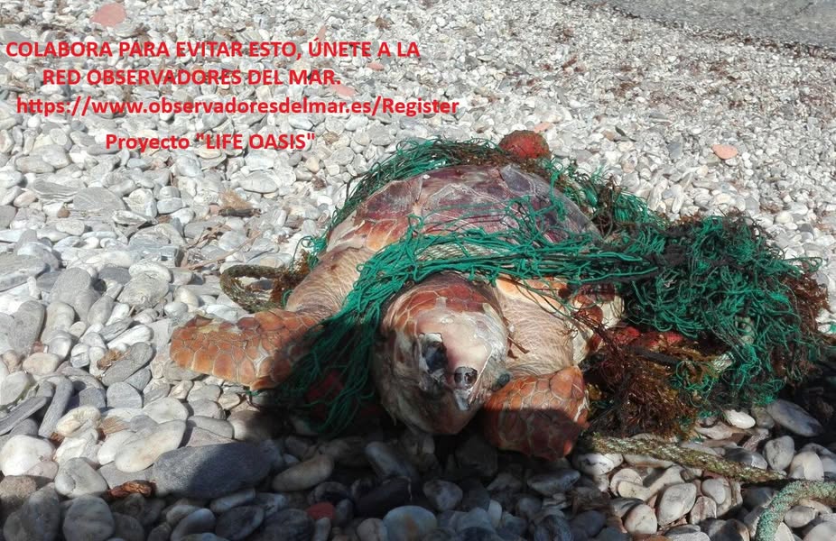 Asociación Medioambiental Amigos de los Espacios Naturales de Cádiz