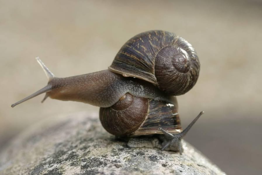 Asociación Medioambiental Amigos de los Espacios Naturales de Cádiz