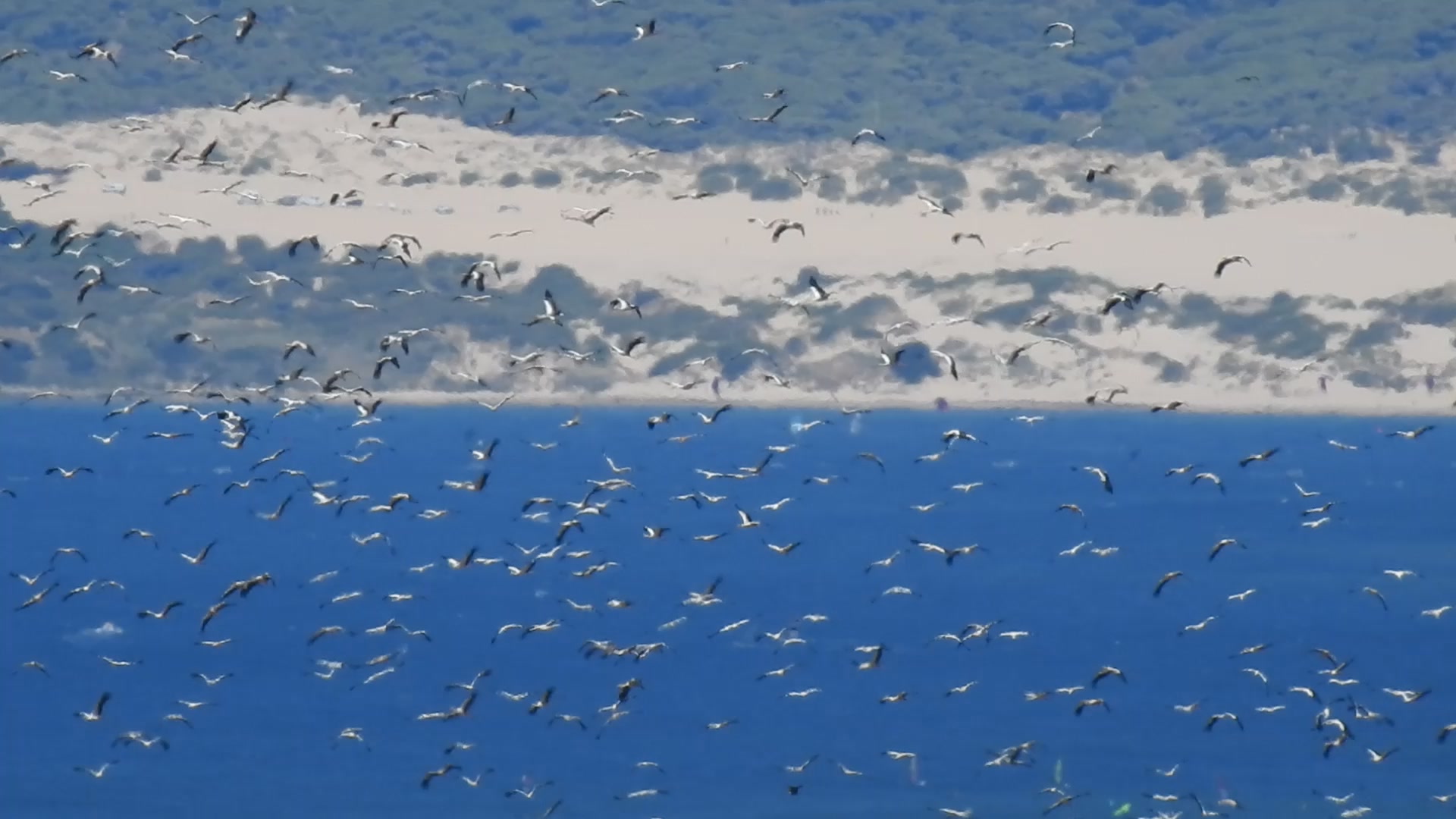 Asociación Medioambiental Amigos de los Espacios Naturales de Cádiz