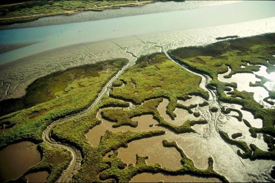 Asociación Medioambiental Amigos de los Espacios Naturales de Cádiz