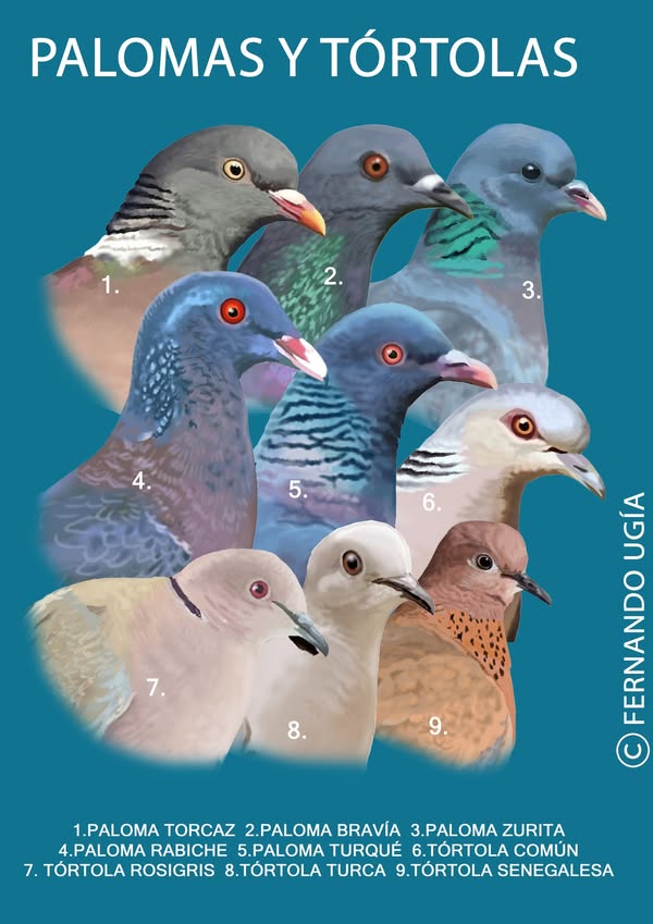 Asociación Medioambiental Amigos de los Espacios Naturales de Cádiz