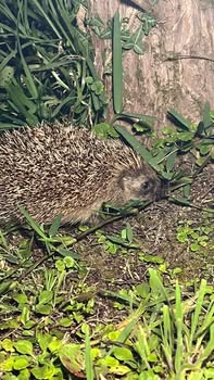 Asociación Medioambiental Amigos de los Espacios Naturales de Cádiz