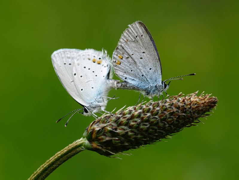 Asociación Medioambiental Amigos de los Espacios Naturales de Cádiz