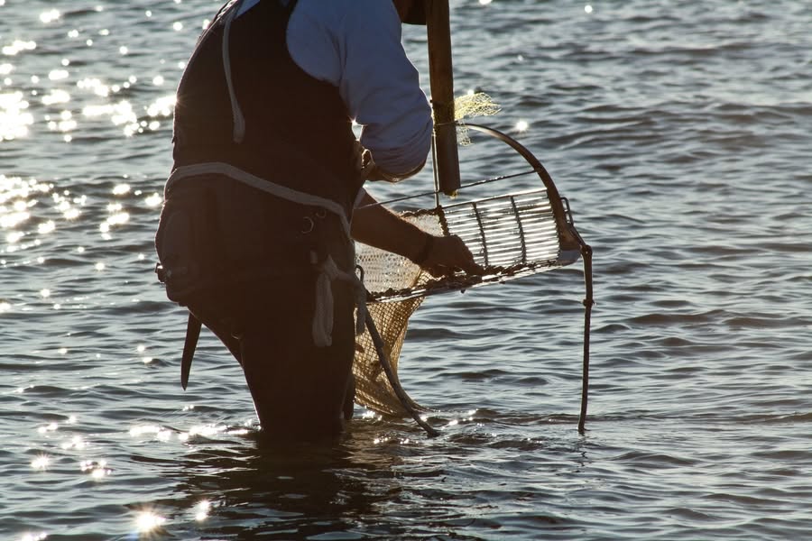 Asociación Medioambiental Amigos de los Espacios Naturales de Cádiz