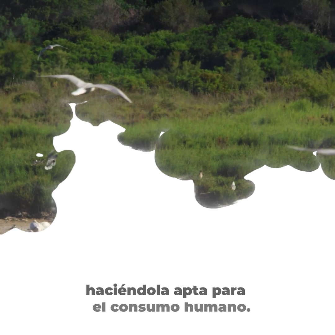 Asociación Medioambiental Amigos de los Espacios Naturales de Cádiz