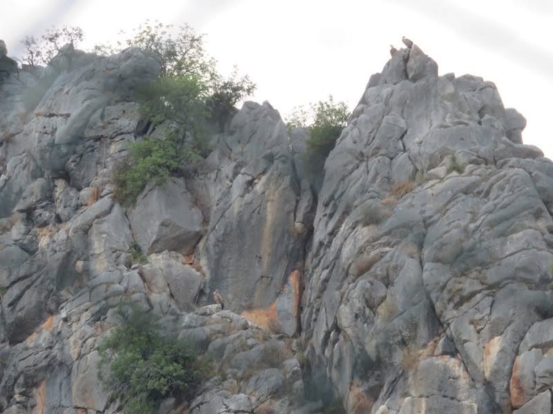 Asociación Medioambiental Amigos de los Espacios Naturales de Cádiz