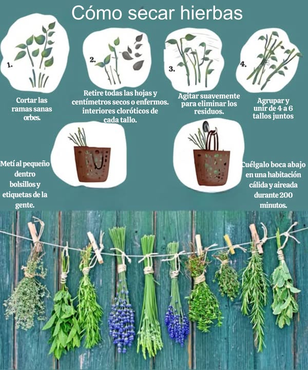 Asociación Medioambiental Amigos de los Espacios Naturales de Cádiz