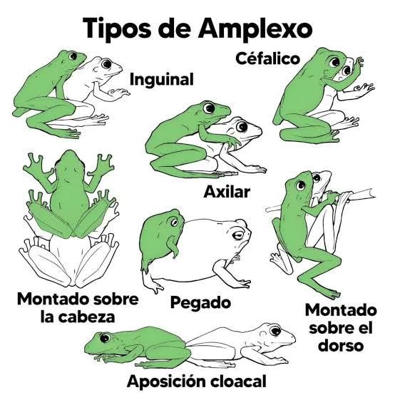 Asociación Medioambiental Amigos de los Espacios Naturales de Cádiz