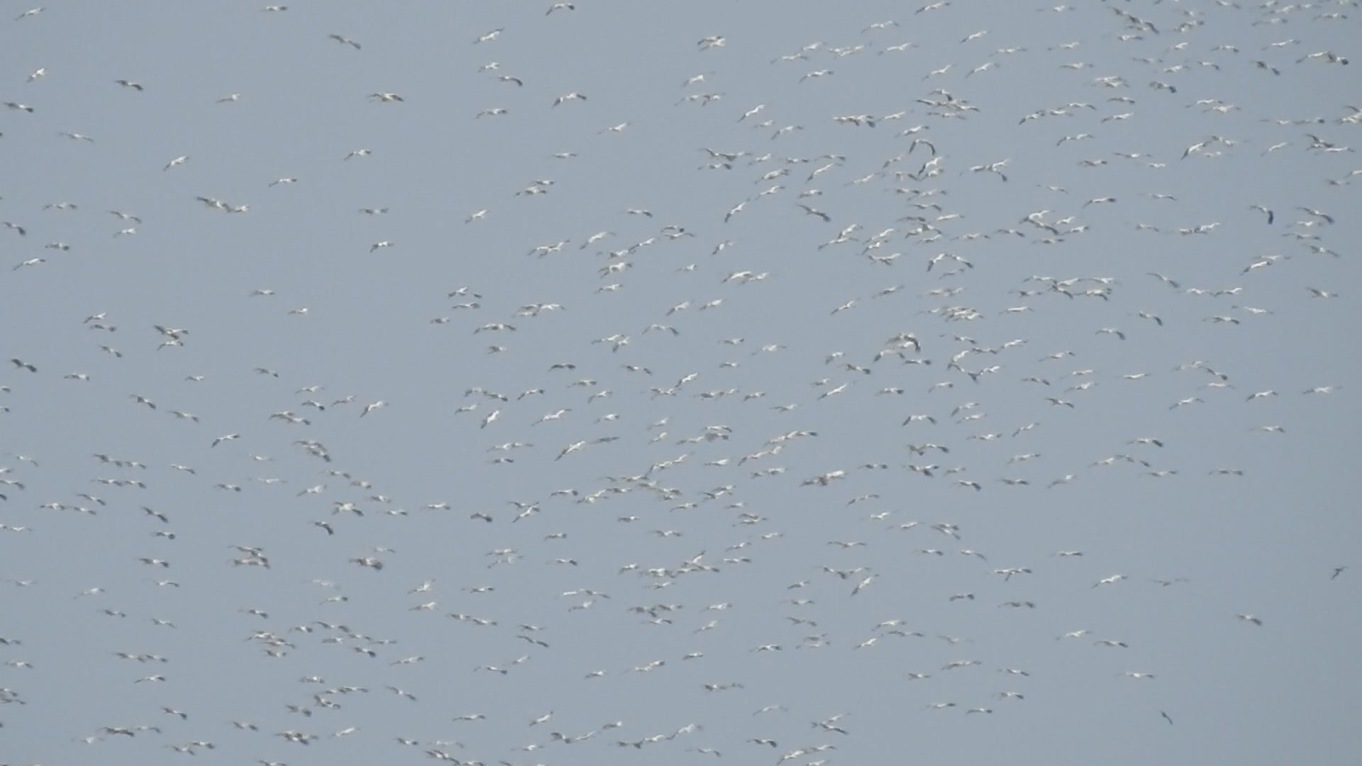 Asociación Medioambiental Amigos de los Espacios Naturales de Cádiz