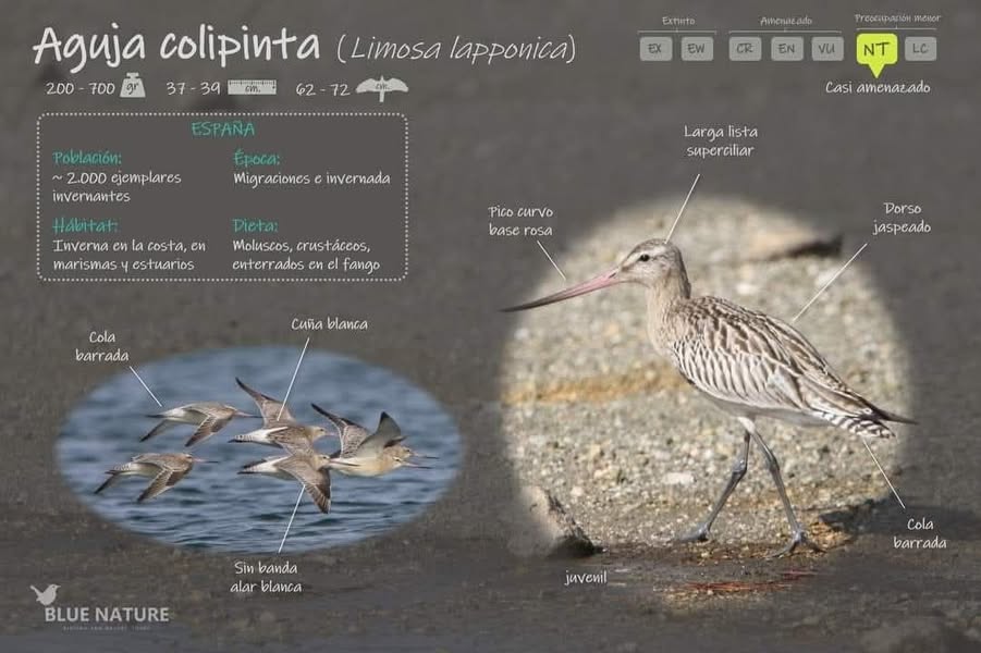 Asociación Medioambiental Amigos de los Espacios Naturales de Cádiz