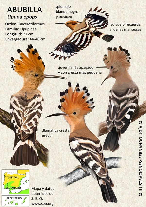 Asociación Medioambiental Amigos de los Espacios Naturales de Cádiz