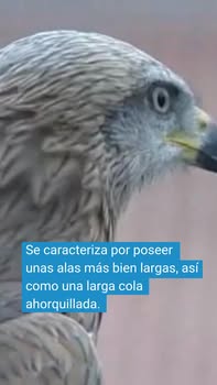 Asociación Medioambiental Amigos de los Espacios Naturales de Cádiz