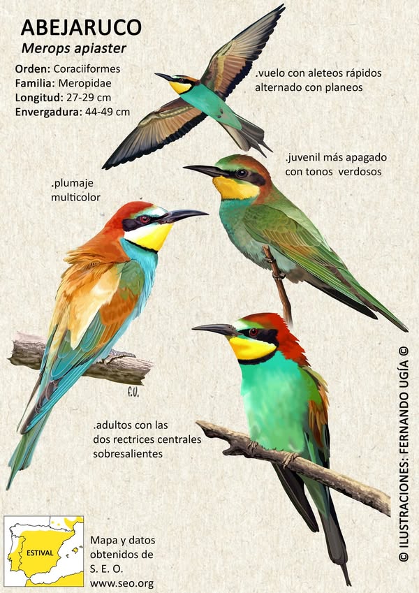 Asociación Medioambiental Amigos de los Espacios Naturales de Cádiz