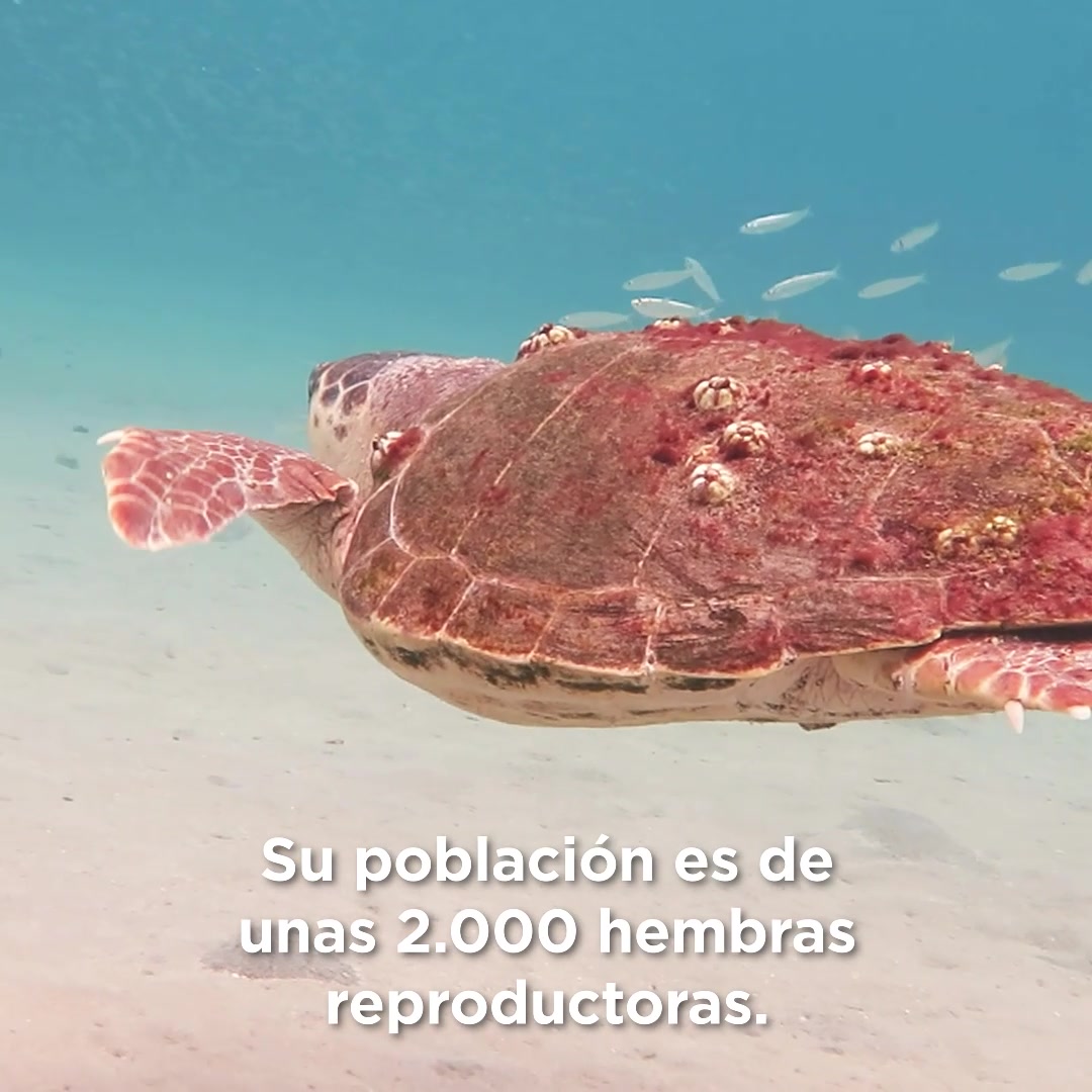 Asociación Medioambiental Amigos de los Espacios Naturales de Cádiz