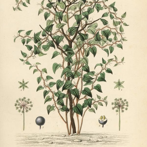 Asociación Medioambiental Amigos de los Espacios Naturales de Cádiz