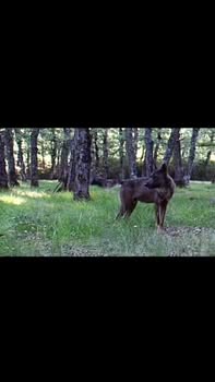 Asociación Medioambiental Amigos de los Espacios Naturales de Cádiz
