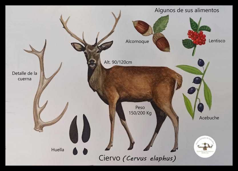 Asociación Medioambiental Amigos de los Espacios Naturales de Cádiz