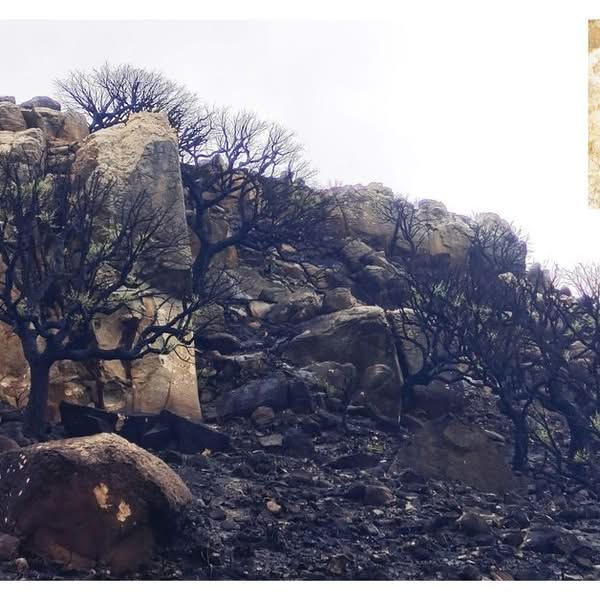 Asociación Medioambiental Amigos de los Espacios Naturales de Cádiz