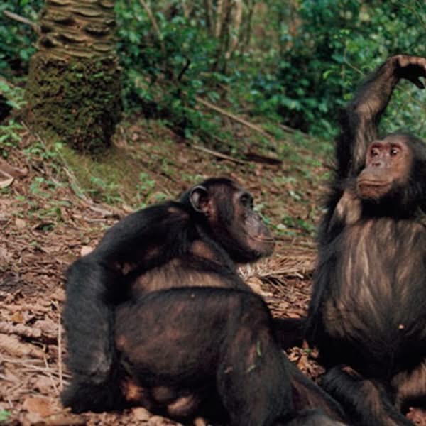 Asociación Medioambiental Amigos de los Espacios Naturales de Cádiz