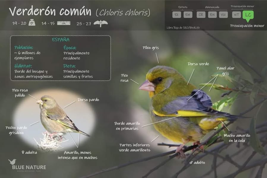 Asociación Medioambiental Amigos de los Espacios Naturales de Cádiz