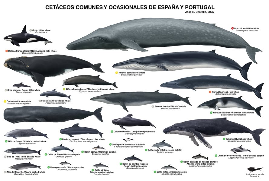 Asociación Medioambiental Amigos de los Espacios Naturales de Cádiz