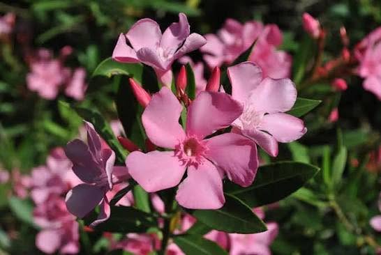 Asociación Medioambiental Amigos de los Espacios Naturales de Cádiz