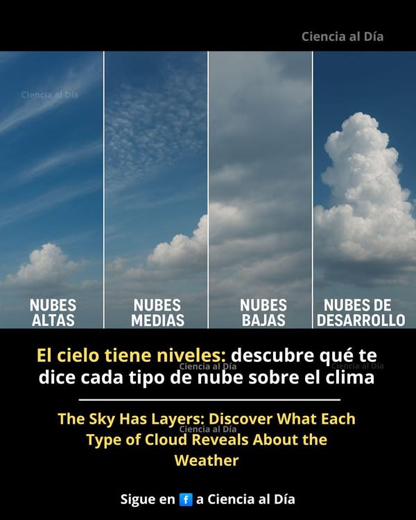 Asociación Medioambiental Amigos de los Espacios Naturales de Cádiz