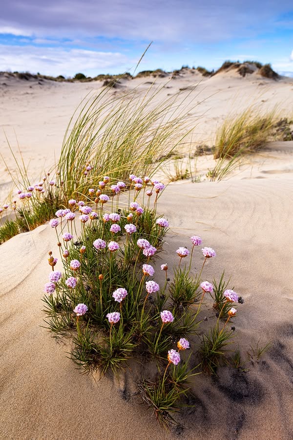 Asociación Medioambiental Amigos de los Espacios Naturales de Cádiz