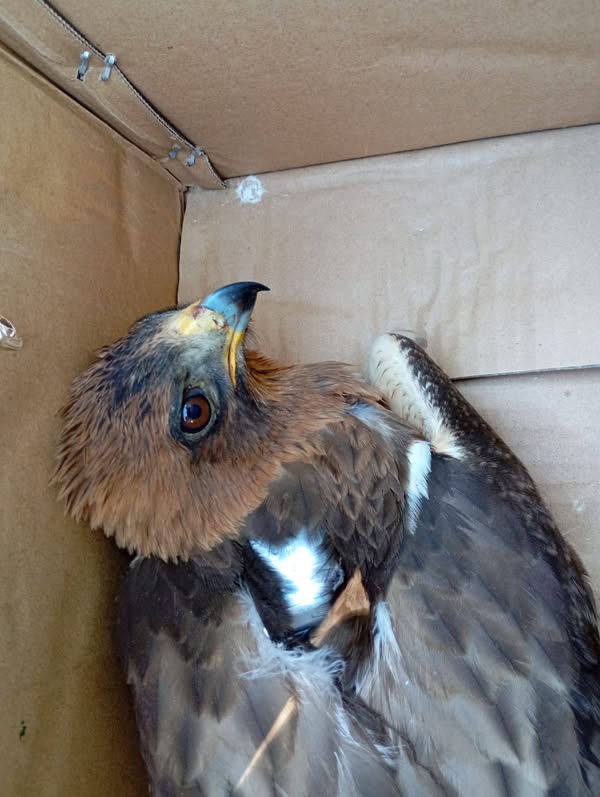 Asociación Medioambiental Amigos de los Espacios Naturales de Cádiz