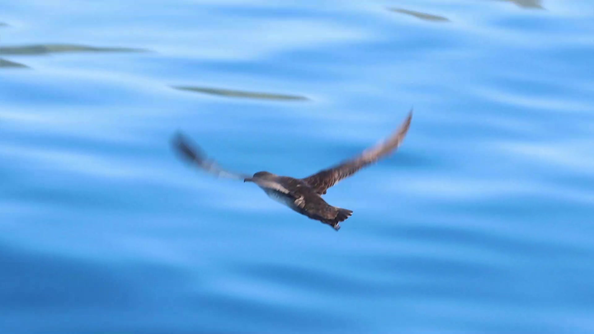 Asociación Medioambiental Amigos de los Espacios Naturales de Cádiz