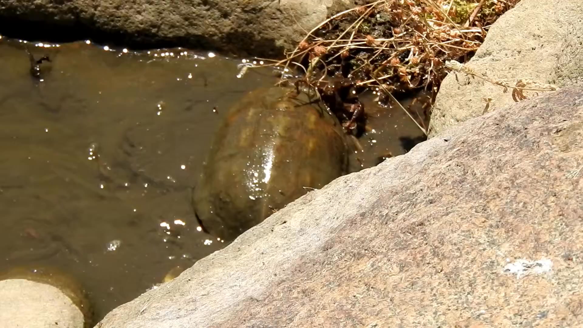 Asociación Medioambiental Amigos de los Espacios Naturales de Cádiz