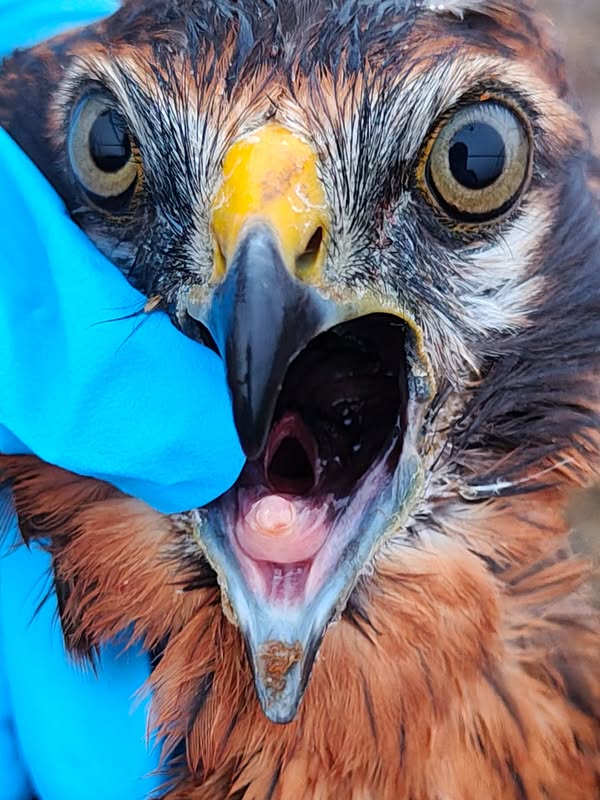 Asociación Medioambiental Amigos de los Espacios Naturales de Cádiz