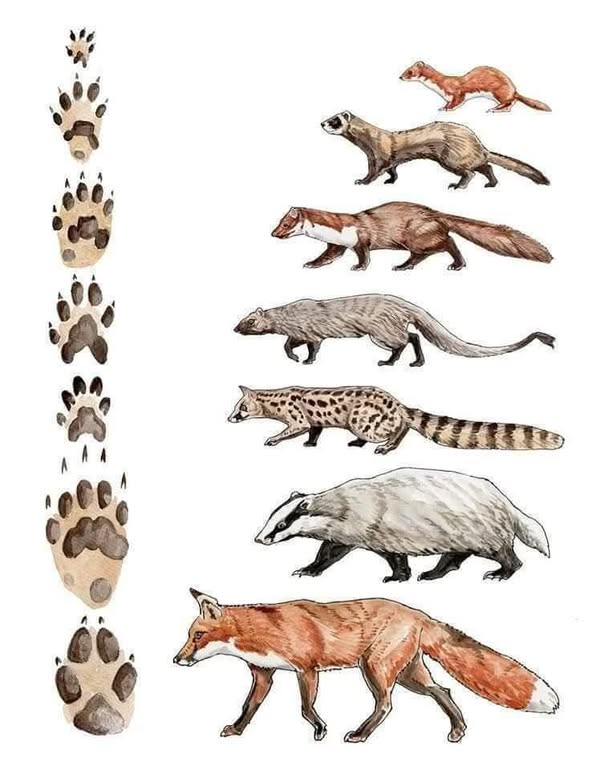 Asociación Medioambiental Amigos de los Espacios Naturales de Cádiz