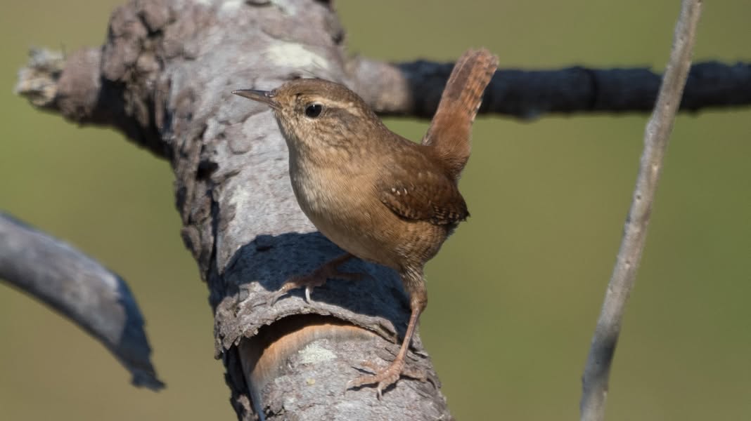 Asociación Medioambiental Amigos de los Espacios Naturales de Cádiz