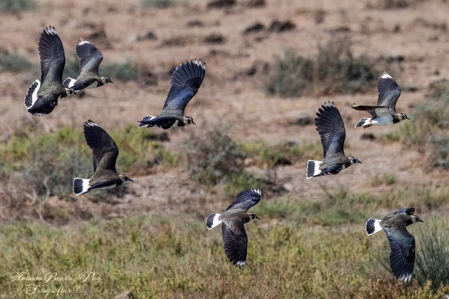 Asociación Medioambiental Amigos de los Espacios Naturales de Cádiz