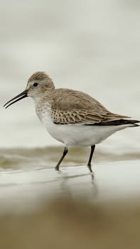 Asociación Medioambiental Amigos de los Espacios Naturales de Cádiz