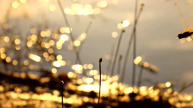 Asociación Medioambiental Amigos de los Espacios Naturales de Cádiz