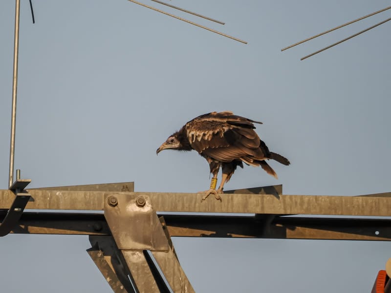 Asociación Medioambiental Amigos de los Espacios Naturales de Cádiz